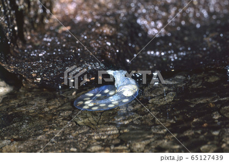 チクシブチサンショウウオ 卵嚢 チクシブチサンショウウオ 卵嚢 65127439