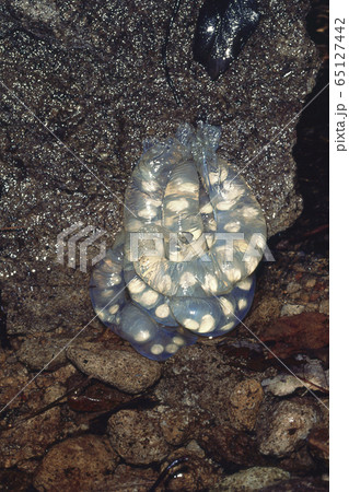 チクシブチサンショウウオ　卵嚢 65127442