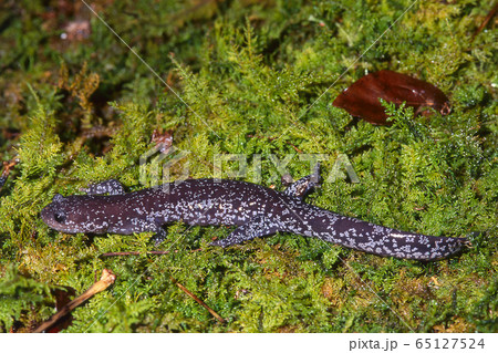 チクシブチサンショウウオ 成体 チクシブチサンショウウオ 成体 65127524