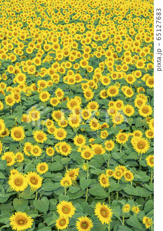 山梨県　明野　ひまわり 65127683