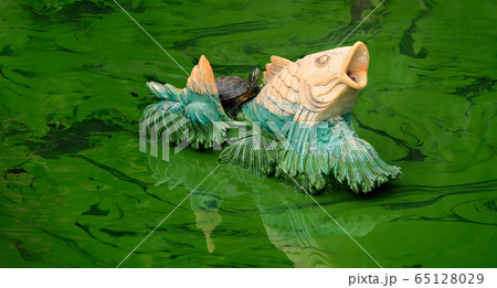 Small turtle on the back of fountain fish inside Small turtle on the back of fountain fish inside 65128029