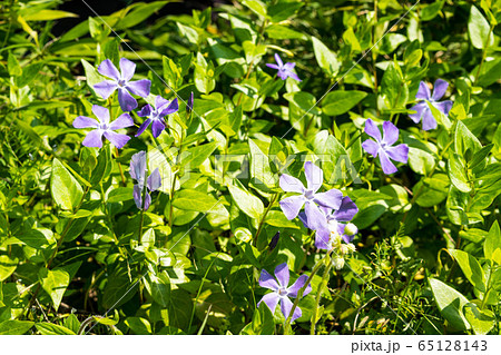 ツルニチニチソウの花の写真素材