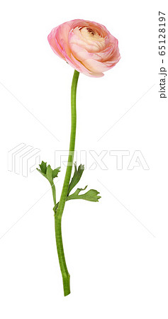 Closeup of pink ranunculus flower Closeup of pink ranunculus flower 65128197