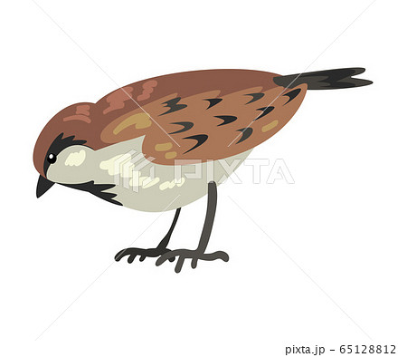Cute Sparrow Winter Bird, Beautiful Northern Birdie Vector Illustration Cute Sparrow Winter Bird, Beautiful Northern Birdie Vector Illustration 65128812