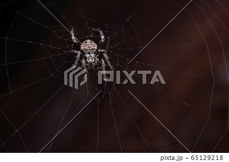 Close up macro shot spider (garden orb weaving Close up macro shot spider (garden orb weaving 65129218