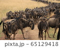 ヌーの大群 65129418