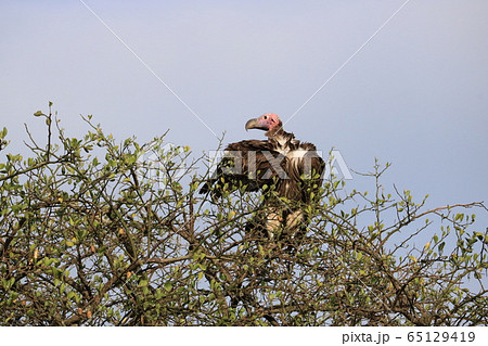 ハゲタカ 65129419