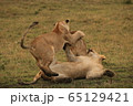 ライオンの戯れ合い 65129421