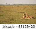 アフリカ　ライオン 65129423