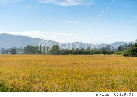 Paddy rice field in morning time. Paddy rice field in morning time. 65129703