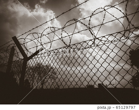 Barbed wire fence black and white picture 65129797