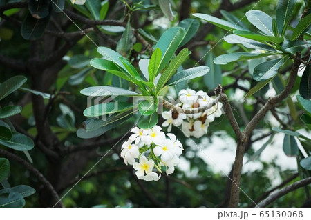 プルメリア、インドソケイ(Plumeria) プルメリア、インドソケイ(Plumeria) 65130068