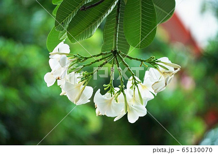 Plumeria, Frangipani（プルメリア、インドソケイ） 65130070