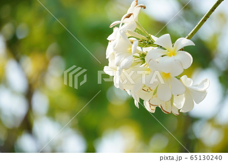 Plumeria, Frangipani(プルメリア、インドソケイ) Plumeria, Frangipani(プルメリア、インドソケイ) 65130240