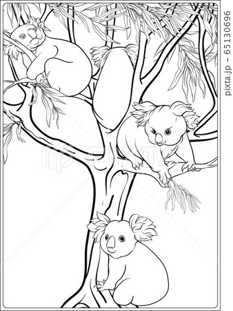 Koala and eucalyptus. Coloring page for the adult coloring book 65130696