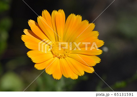 Yellow-orange calendula flower among green leaves. Yellow-orange calendula flower among green leaves. 65131591