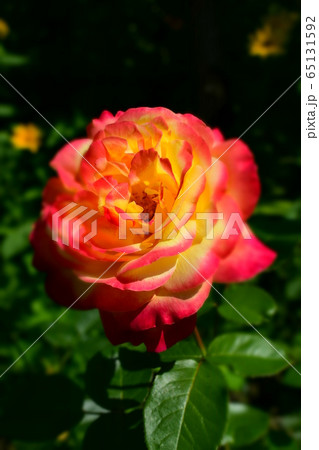 Multicolour roses with amazing combination og red, 65131592