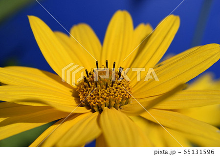 Yellow daisy flower (heliopsis) on the deep blue 65131596