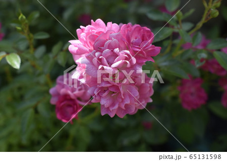 Wet pink roses with drops of dew. Outdoor Wet pink roses with drops of dew. Outdoor 65131598