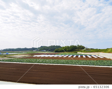 畑（春） 65132306