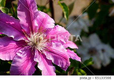 クレマチスの花 クレマチスの花 65133566