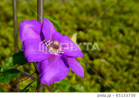 クレマチスの花 クレマチスの花 65133730