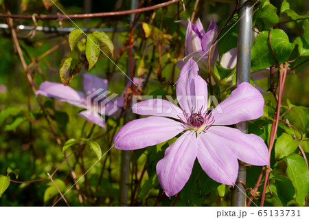 クレマチスの花 65133731