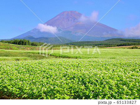 蕎麦畑と富士山-0877 65133827