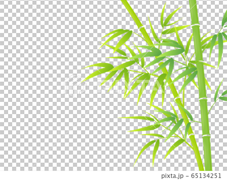 Bamboo grove Bamboo grove 65134251