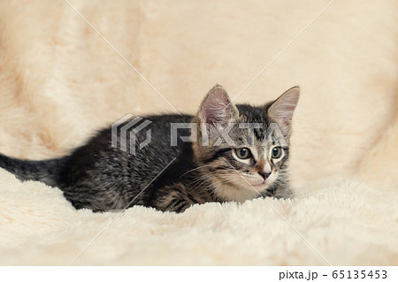 Cute gray tabby kitten lies on a fluffy cream fur blanket Cute gray tabby kitten lies on a fluffy cream fur blanket 65135453