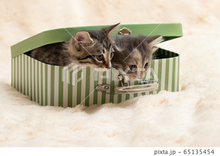 Two cute kittens peek out of a gift box in the form of a small suitcase Two cute kittens peek out of a gift box in the form of a small suitcase 65135454