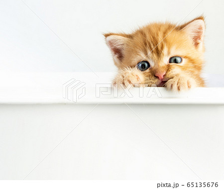 Cat baby tabby Kitten Cute Beautifu on white Cat baby tabby Kitten Cute Beautifu on white 65135676