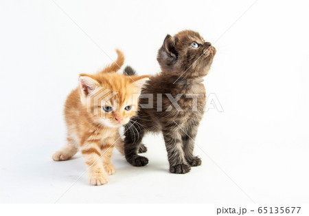 Cat baby tabby Kitten Cute Beautifu on white Cat baby tabby Kitten Cute Beautifu on white 65135677