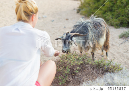 Female tourist observing cute grazing goat in pristine Mediterranean landscape near Balos beach, Crete, Greece 65135857