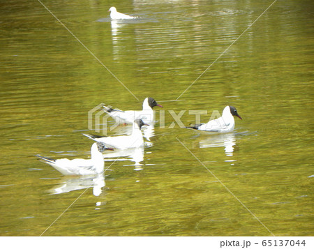 夏毛になってもう直ぐ北へ帰る稲毛海浜公園のユリカモメ 65137044