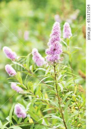 ホザキシモツケ 苫小牧市 ホザキシモツケ 苫小牧市 65137104