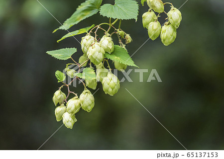 カラハナソウ 今金町 カラハナソウ 今金町 65137153