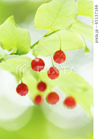 アクシバ　札幌市 65137166