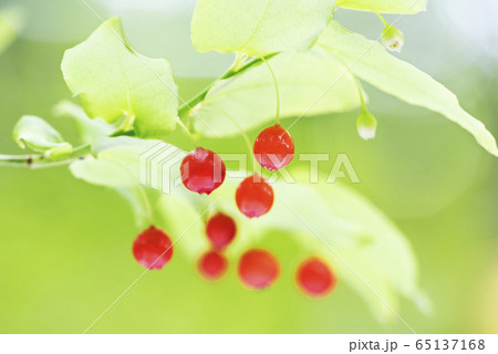 アクシバ 札幌市 アクシバ 札幌市 65137168