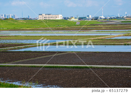 西遊馬農耕地　田園風景　さいたま市　 65137279