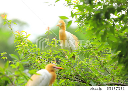 鳥 野鳥 鳥綱 65137331