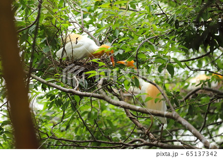 巣作り 鳥 野鳥 65137342