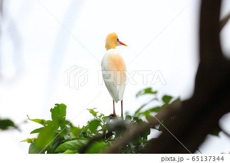 鳥 野鳥 鳥綱 65137344