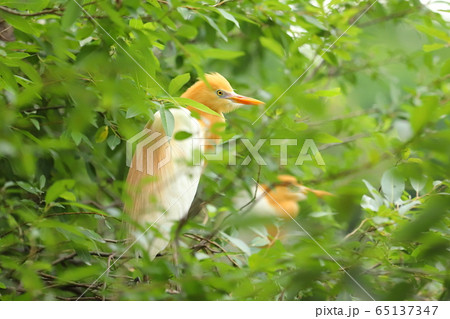 鳥 野鳥 鳥綱 65137347