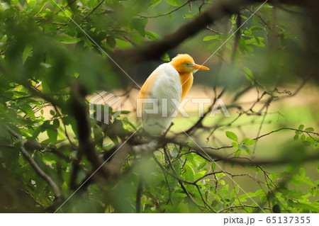 鳥 野鳥 鳥綱 65137355