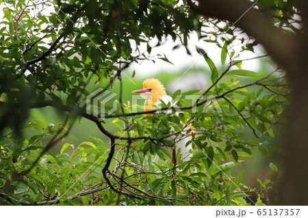鳥 野鳥 鳥綱 65137357