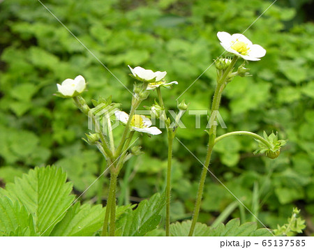 この白い花は赤い実になるイチゴの花の写真素材