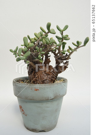 ケラリア・ピグマエア(Ceraria pygmaea) ケラリア・ピグマエア(Ceraria pygmaea) 65137662