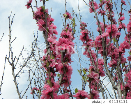 綺麗で豪華なハナモモの桃色の花 65138151