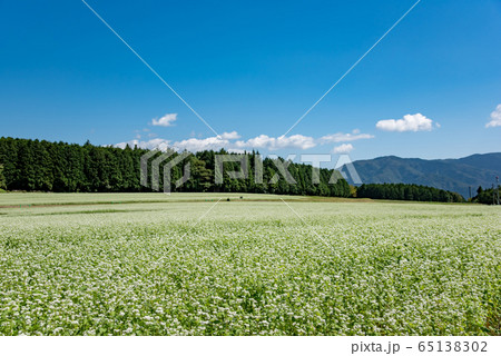 岐阜県　中津川市　椛の湖自然公園　そばの花まつり 65138302